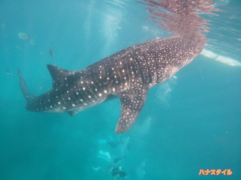 セブ島オスロブのジンベイザメツアーで撮影したジンベイザメ